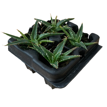 Queen Victoria Agave