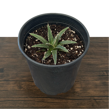 Queen Victoria Agave