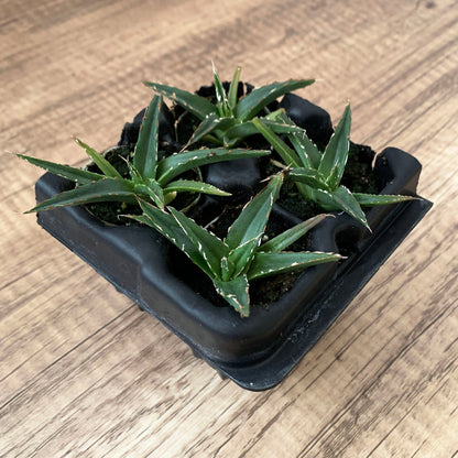 Agave victoriae-reginae