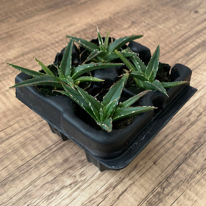 Agave victoriae-reginae