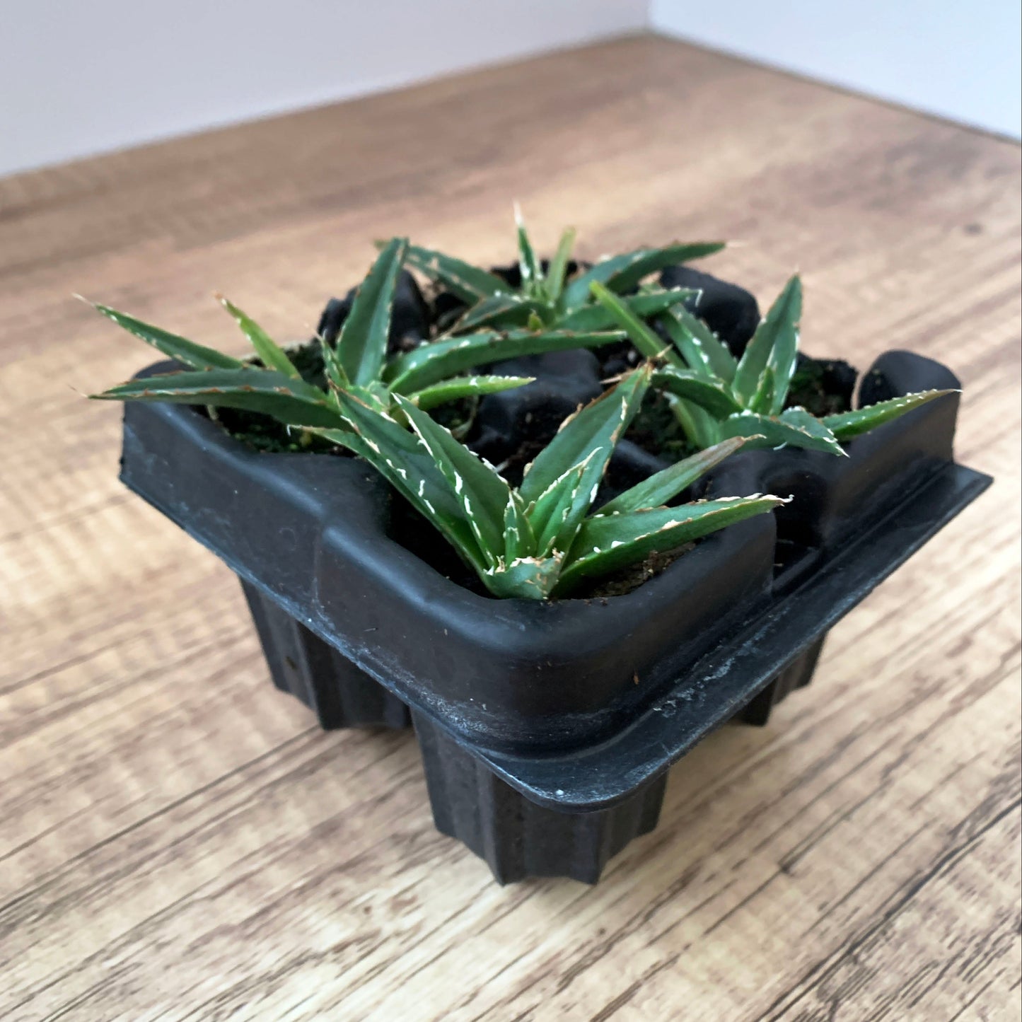 Agave victoriae-reginae