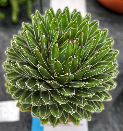 Agave victoriae-reginae