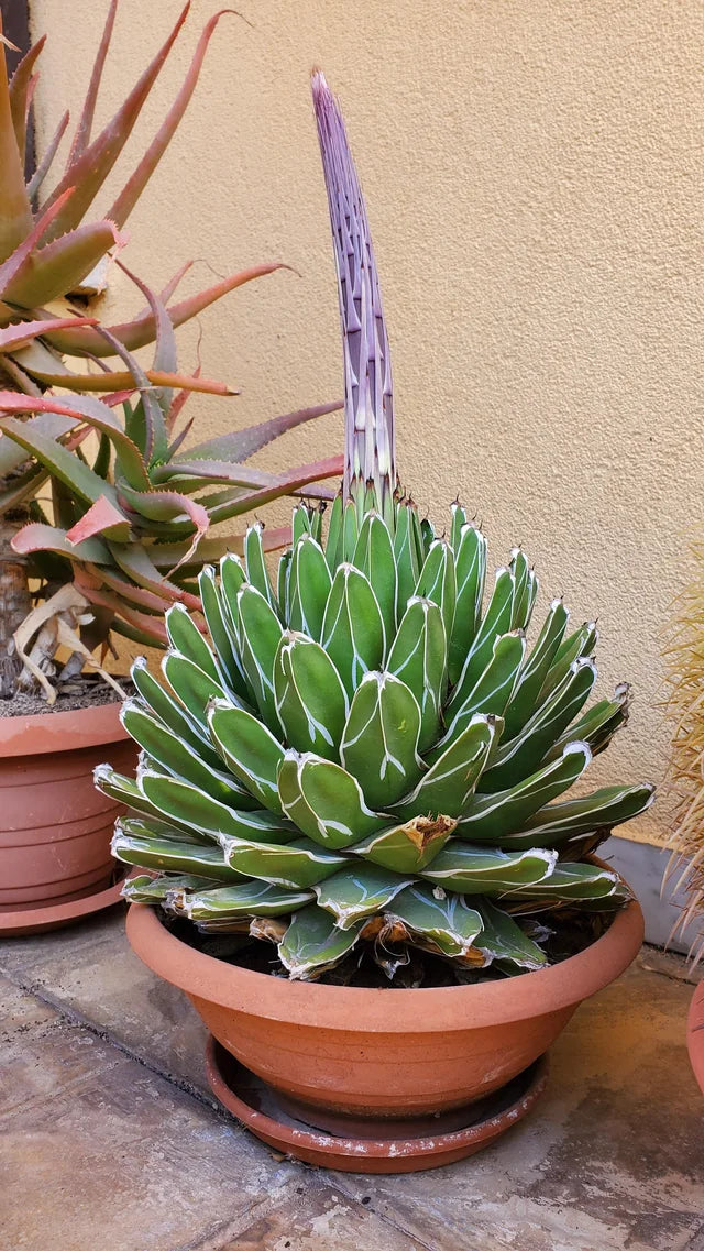 Agave victoriae-reginae
