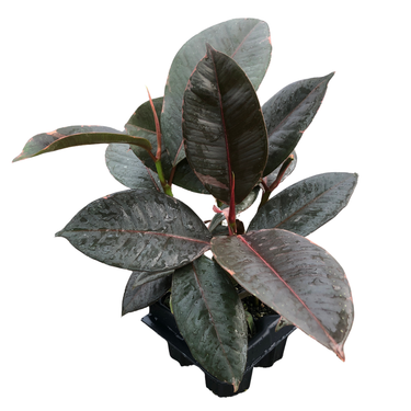 Red Ruby Rubber Plant
