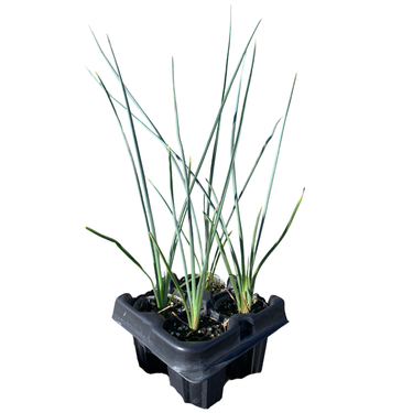 Red Swan Hesperaloe