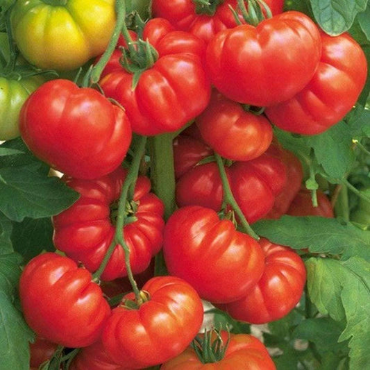 Red Beefsteak Tomato