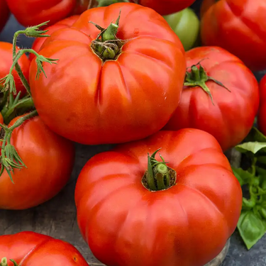 Red Beefsteak Tomato