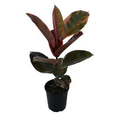 Red Ruby Rubber Plant
