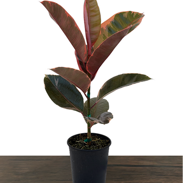 Red Ruby Rubber Plant