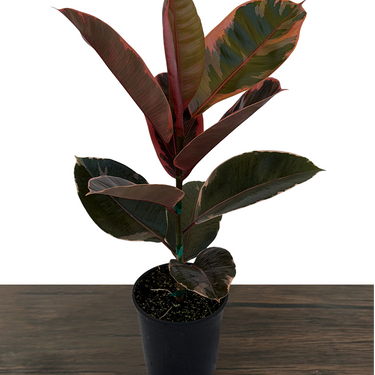 Red Ruby Rubber Plant