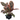Red Ruby Rubber Plant