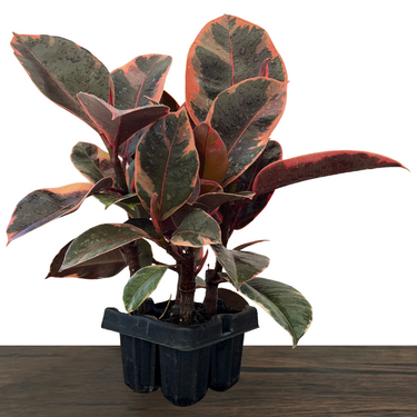 Red Ruby Rubber Plant