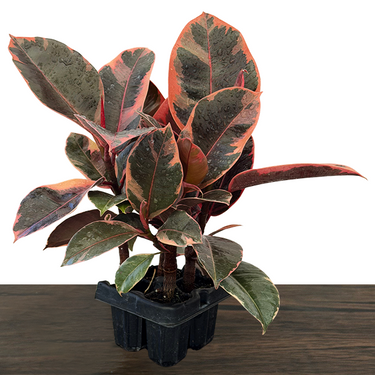 Red Ruby Rubber Plant