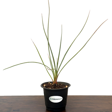 Red Swan Hesperaloe
