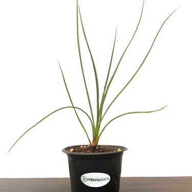 Red Swan Hesperaloe