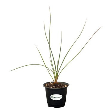 Red Swan Hesperaloe