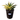 Half-Moon Reverse Variegated Blue Glow Agave