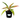 Variegated Ring of Fire Philodendron