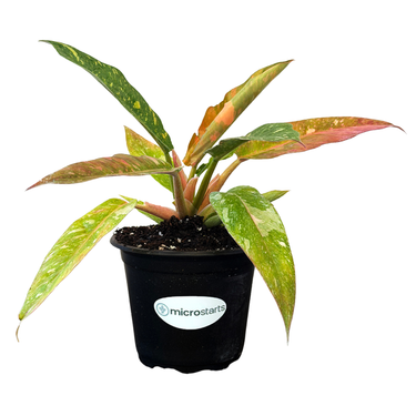 Variegated Ring of Fire Philodendron