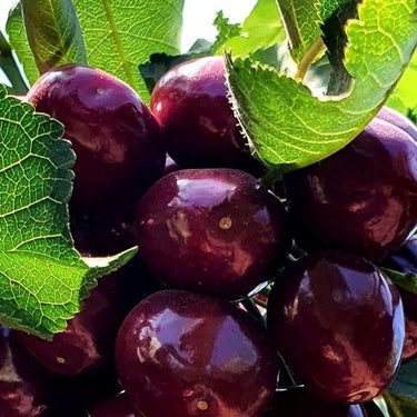 Santina Cherries hanging from a tree, with a ripe, deep red color.