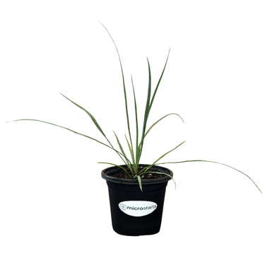 Sapphire Skies Yucca
