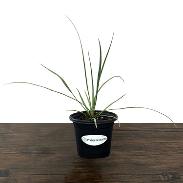 Sapphire Skies Yucca