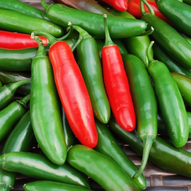 Serrano Pepper