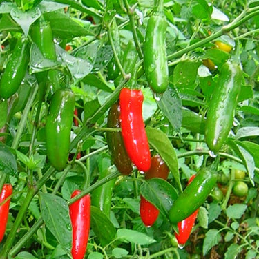 Serrano Pepper