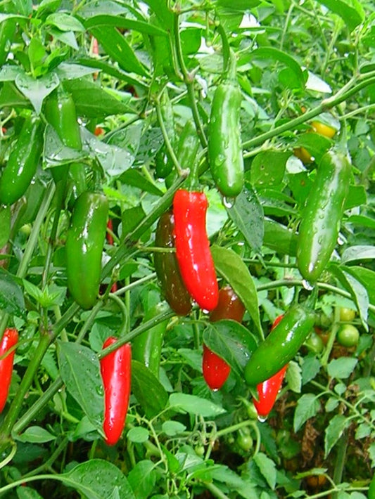 Serrano Pepper