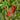 Serrano Pepper