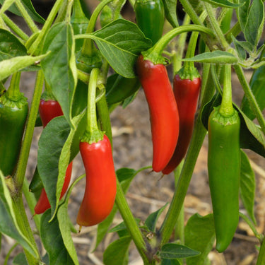 Serrano Pepper