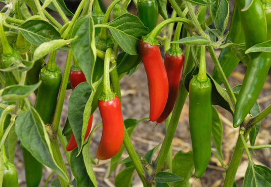 Serrano Pepper