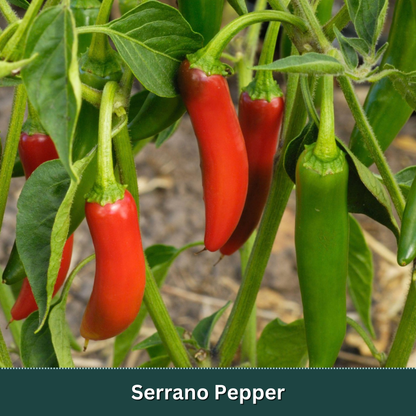 Mix & Match Vegetable Variety Pack