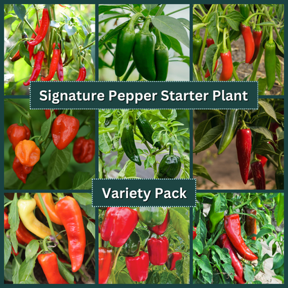 Signature Pepper Starter Plant Variety Pack
