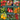 Signature Tomato Starter Plant Variety Pack