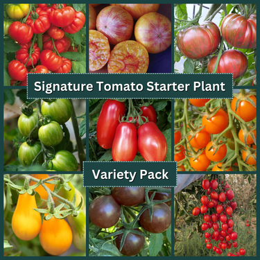 Signature Tomato Starter Plant Variety Pack