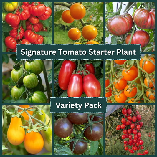 Signature Tomato Starter Plant Variety Pack