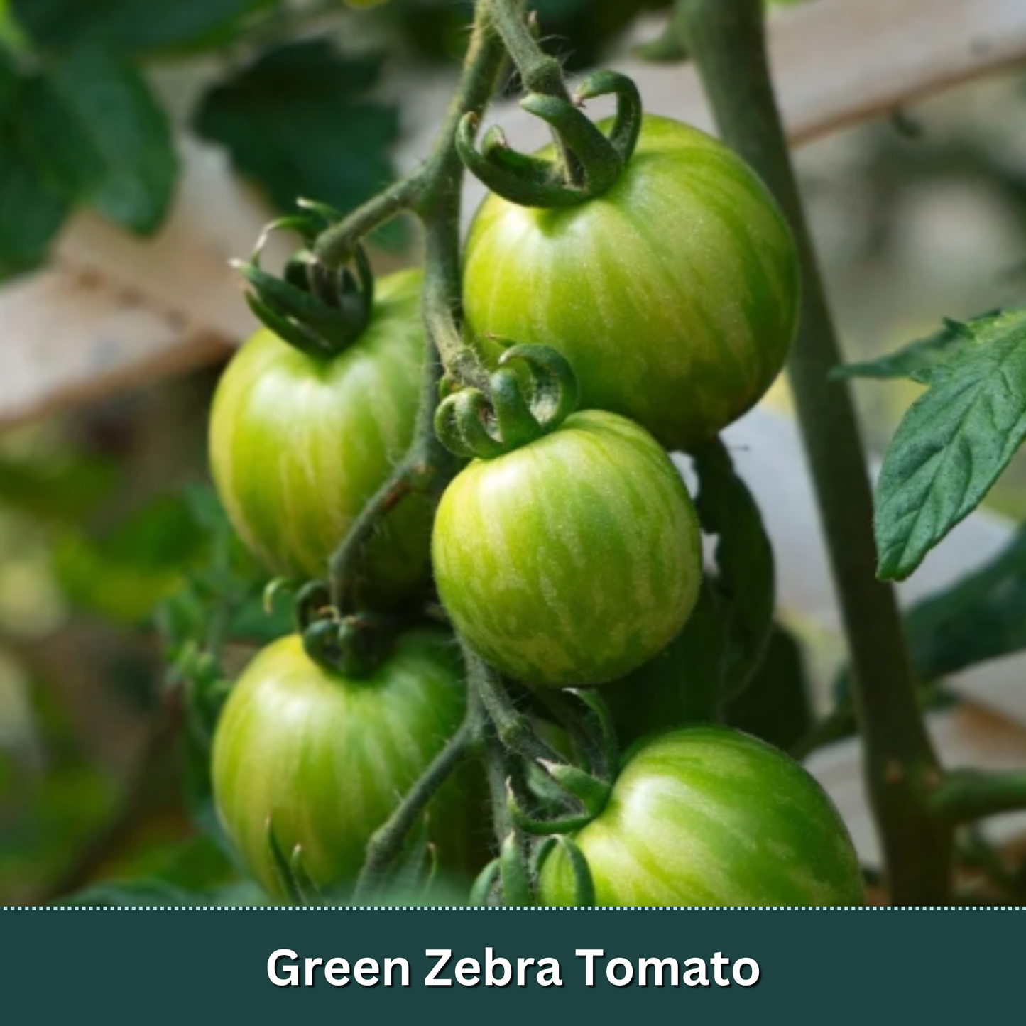 Mix & Match Vegetable Variety Pack