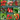 Signature Vegetable Variety Pack