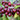 Ripe Skeena Cherries hanging from a tree.