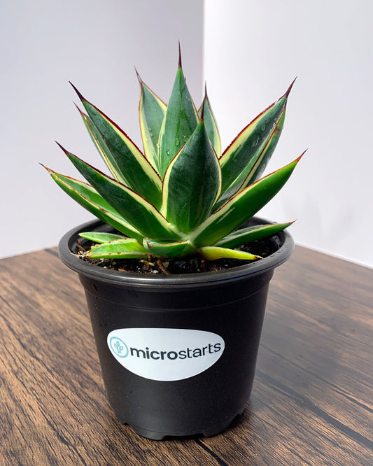 California Glow Agave