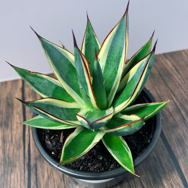 California Glow Agave