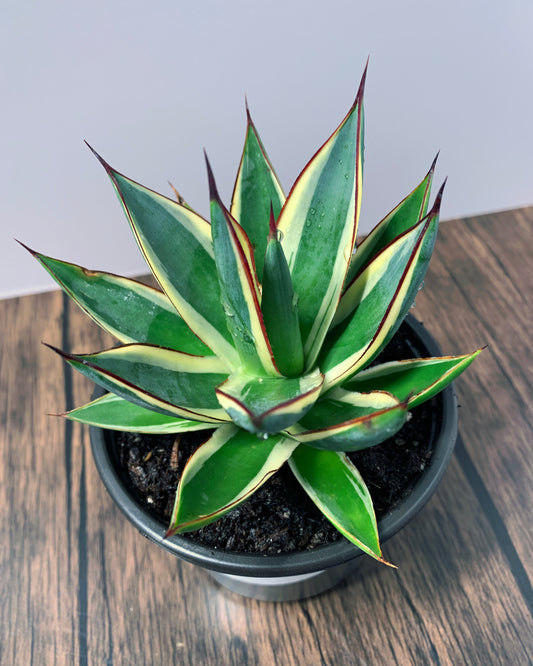 California Glow Agave