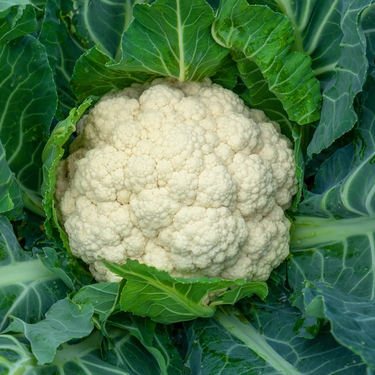 Snowball Cauliflower