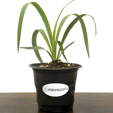 Soft-Leaf Yucca