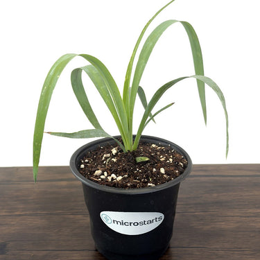 Soft-Leaf Yucca