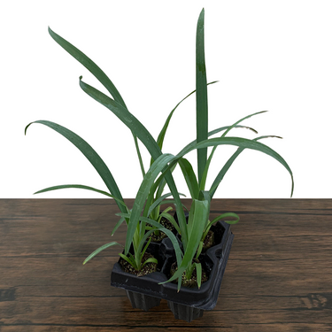 Soft-Leaf Yucca