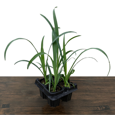 Soft-Leaf Yucca