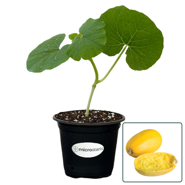 Spaghetti Winter Squash