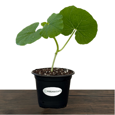 Spaghetti Winter Squash